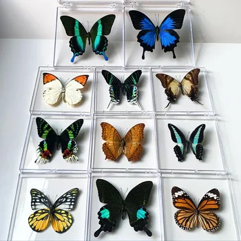 Натуральные настоящие образцы бабочек Редкие и изысканные экземпляры Прозрачные смешанные бабочки в коробках для образования Коллекция Rese  5